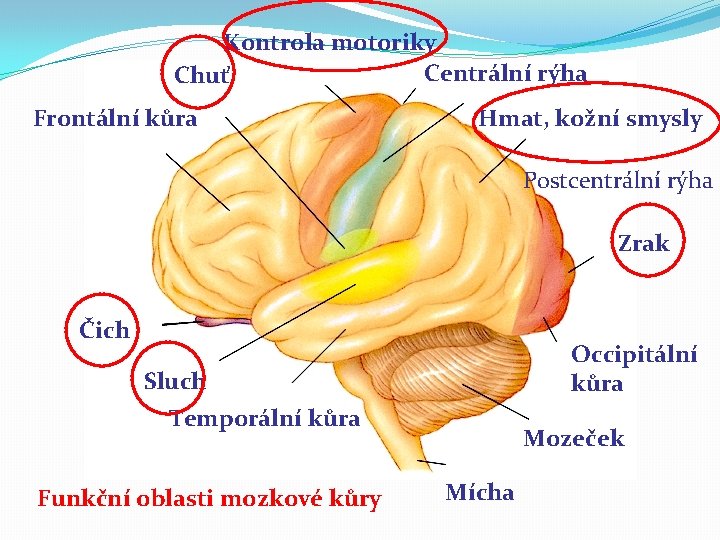 Kontrola motoriky Centrální rýha Chuť Frontální kůra Hmat, kožní smysly Postcentrální rýha Zrak Čich