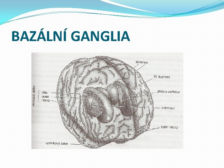 BAZÁLNÍ GANGLIA 