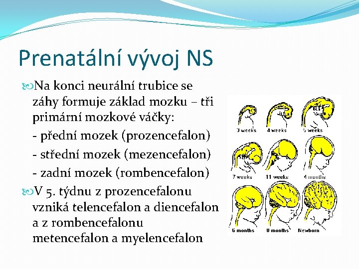 Prenatální vývoj NS Na konci neurální trubice se záhy formuje základ mozku – tři