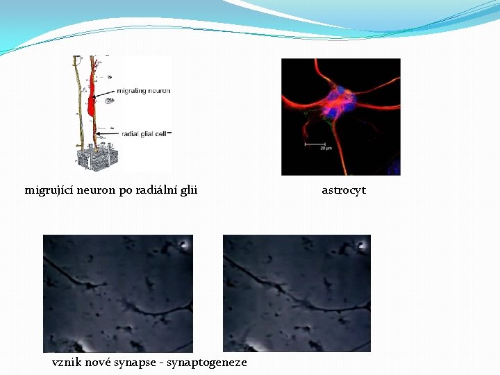 migrující neuron po radiální glii astrocyt vznik nové synapse - synaptogeneze 