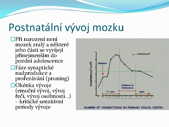 Postnatální vývoj mozku �Při narození není mozek zralý a některé jeho části se vyvíjejí