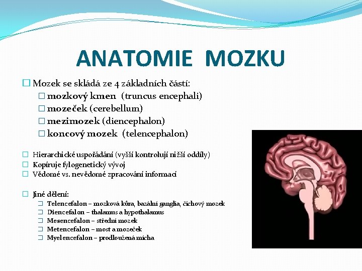 ANATOMIE MOZKU � Mozek se skládá ze 4 základních částí: � mozkový kmen (truncus
