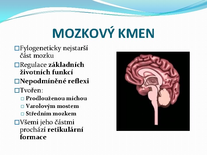 MOZKOVÝ KMEN �Fylogeneticky nejstarší část mozku �Regulace základních životních funkcí �Nepodmíněné reflexi �Tvořen: Prodlouženou