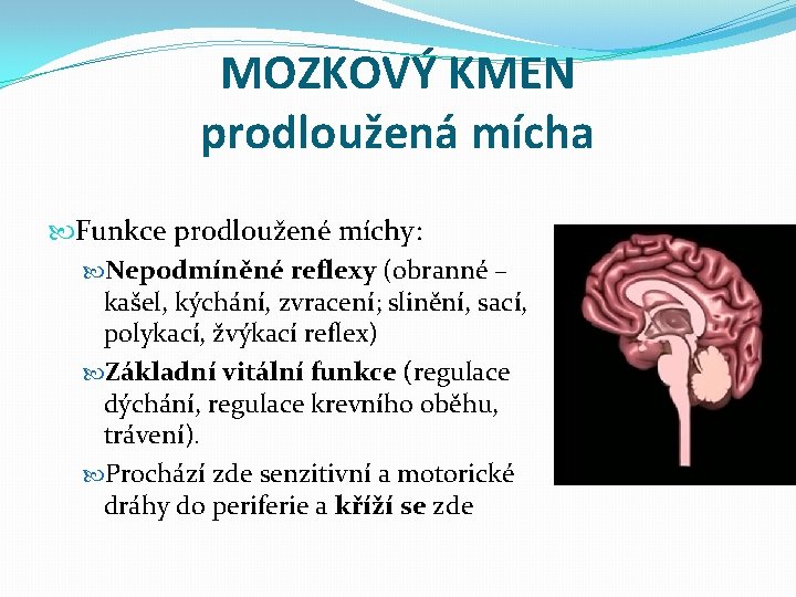 MOZKOVÝ KMEN prodloužená mícha Funkce prodloužené míchy: Nepodmíněné reflexy (obranné – kašel, kýchání, zvracení;