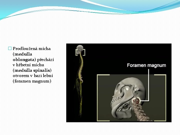 � Prodloužená mícha (medulla oblongata) přechází v hřbetní míchu (medulla spinalis) otvorem v bazi