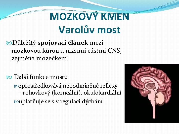 MOZKOVÝ KMEN Varolův most Důležitý spojovací článek mezi mozkovou kůrou a nižšími částmi CNS,