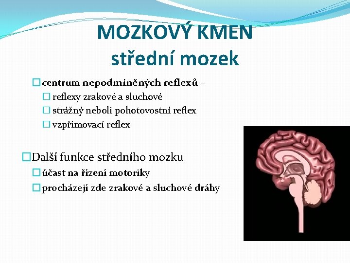 MOZKOVÝ KMEN střední mozek � centrum nepodmíněných reflexů – � reflexy zrakové a sluchové