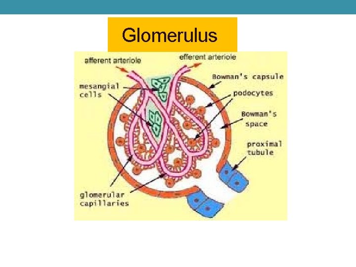  Glomerulus 