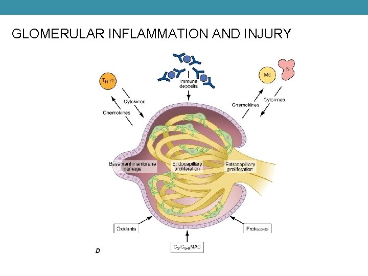 GLOMERULAR INFLAMMATION AND INJURY 