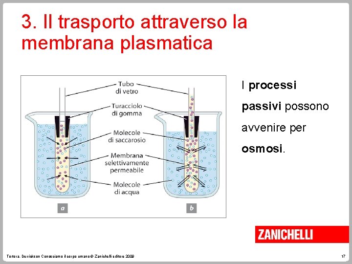 3. Il trasporto attraverso la membrana plasmatica I processi passivi possono avvenire per osmosi.