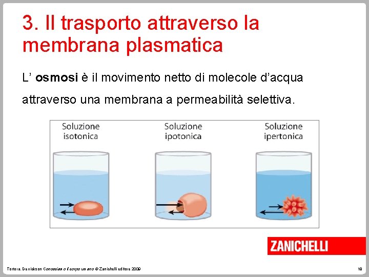 3. Il trasporto attraverso la membrana plasmatica L’ osmosi è il movimento netto di