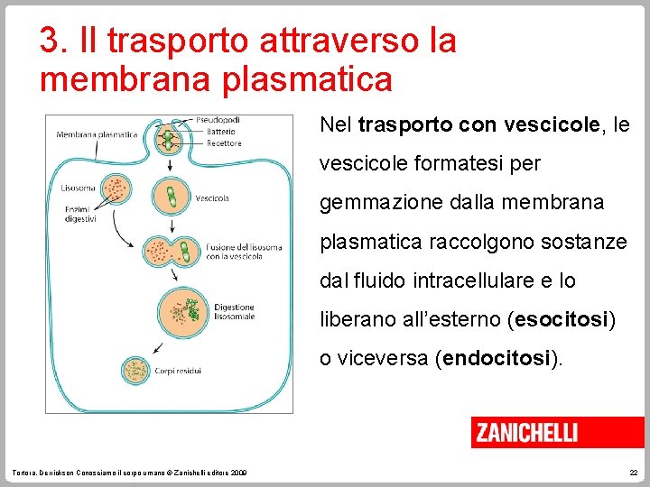 3. Il trasporto attraverso la membrana plasmatica Nel trasporto con vescicole, le vescicole formatesi