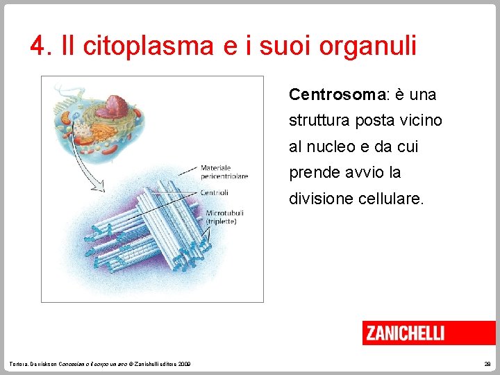4. Il citoplasma e i suoi organuli Centrosoma: è una struttura posta vicino al