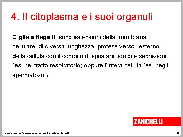 4. Il citoplasma e i suoi organuli Ciglia e flagelli: sono estensioni della membrana