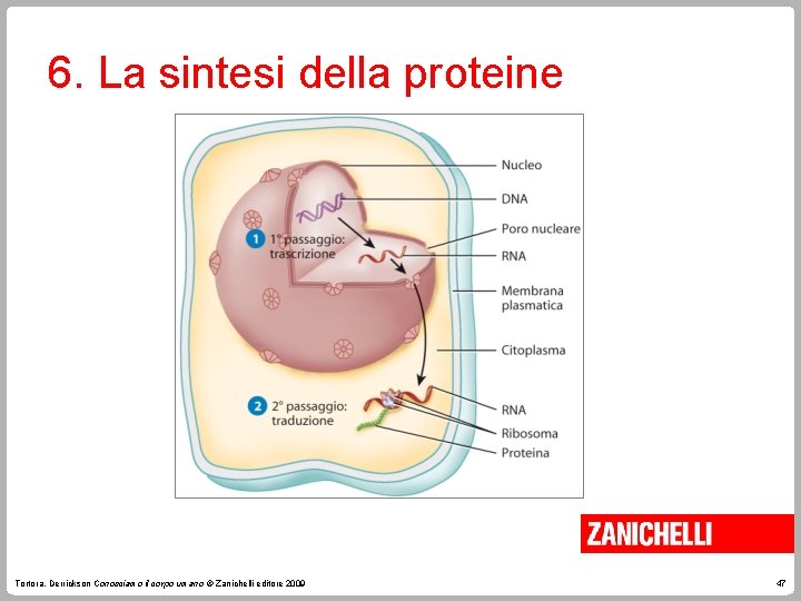 6. La sintesi della proteine Tortora, Derrickson Conosciamo il corpo umano © Zanichelli editore