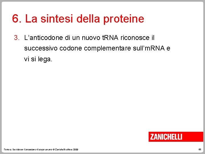 6. La sintesi della proteine 3. L’anticodone di un nuovo t. RNA riconosce il