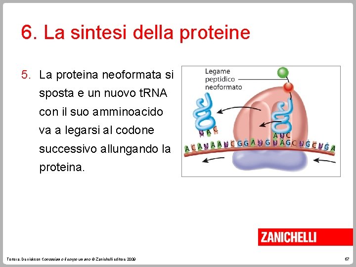 6. La sintesi della proteine 5. La proteina neoformata si sposta e un nuovo