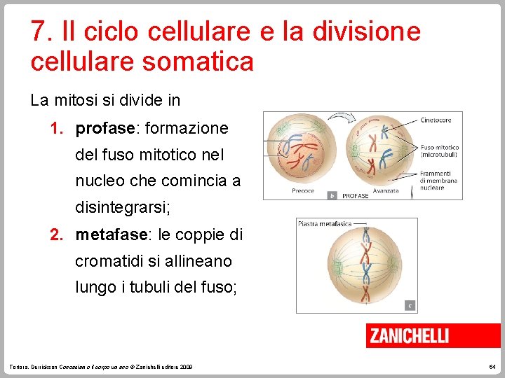 7. Il ciclo cellulare e la divisione cellulare somatica La mitosi si divide in