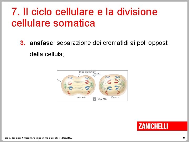 7. Il ciclo cellulare e la divisione cellulare somatica 3. anafase: separazione dei cromatidi