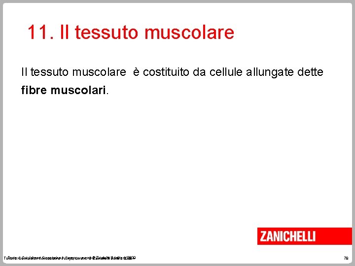 11. Il tessuto muscolare è costituito da cellule allungate dette fibre muscolari. Tortora, Derrickson