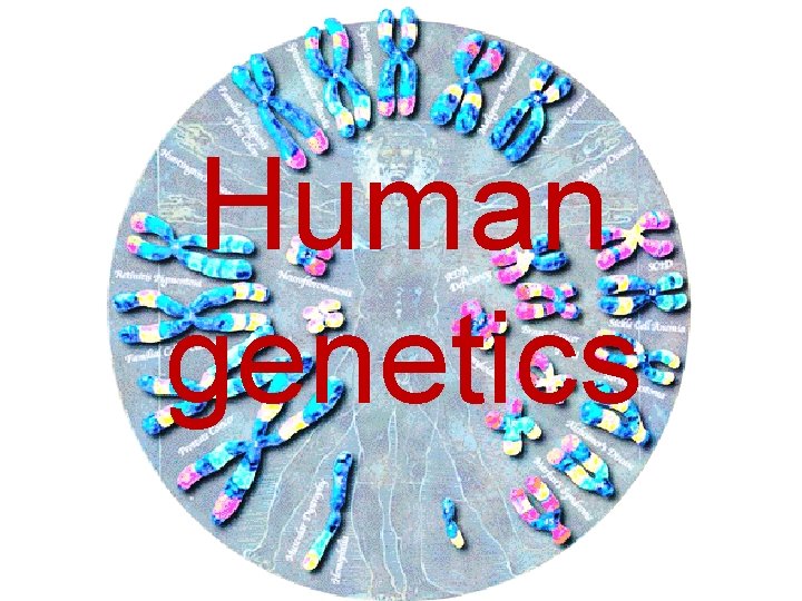 Human genetics 