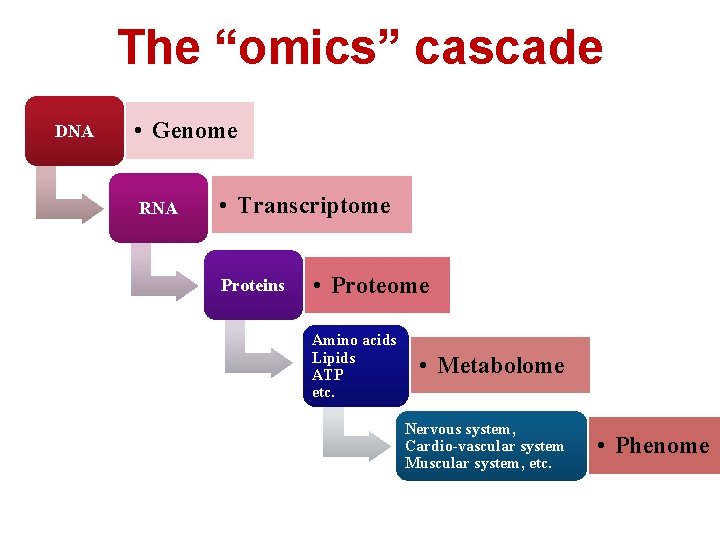 The “omics” cascade DNA • Genome RNA • Transcriptome Proteins • Proteome Amino acids