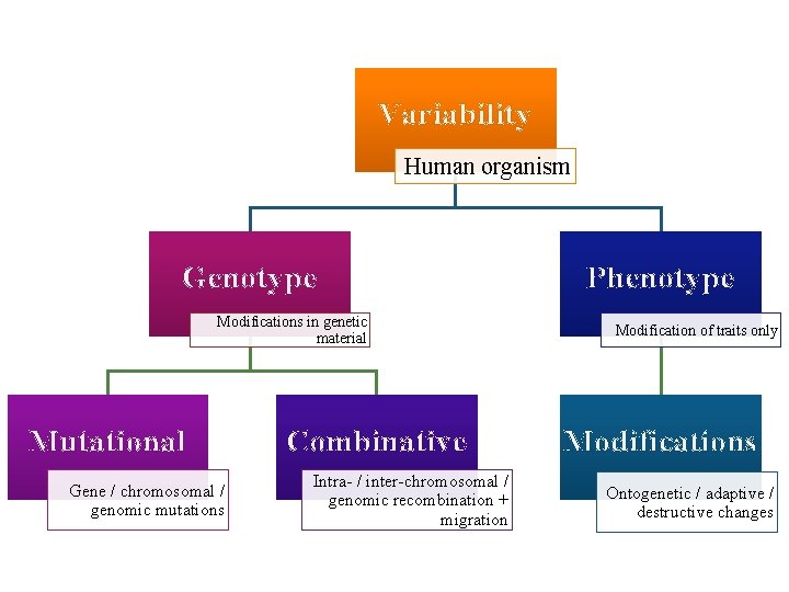 Variability Human organism Genotype Modifications in genetic material Mutational Gene / chromosomal / genomic