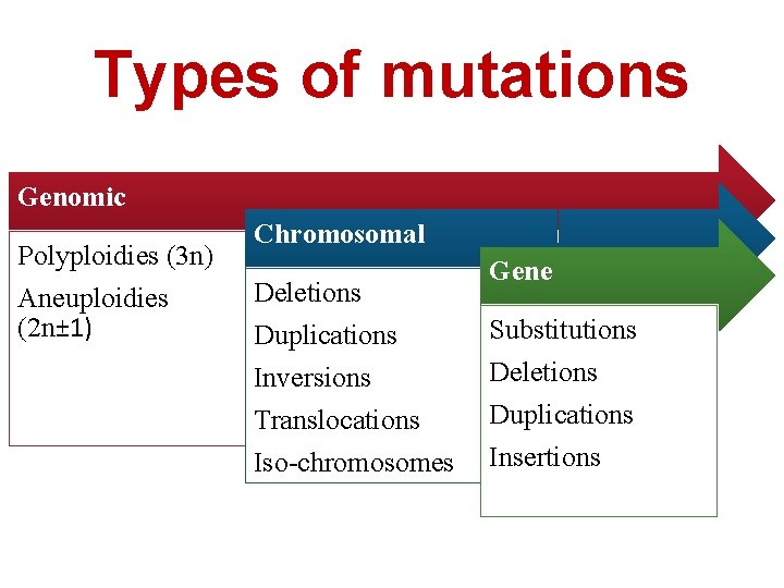 Types of mutations Genomic Polyploidies (3 n) Aneuploidies (2 n± 1) Chromosomal Deletions Duplications