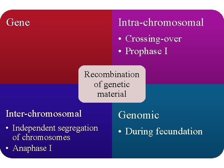 Gene Intra-chromosomal • Crossing-over • Prophase I Recombination of genetic material Inter-chromosomal Genomic •