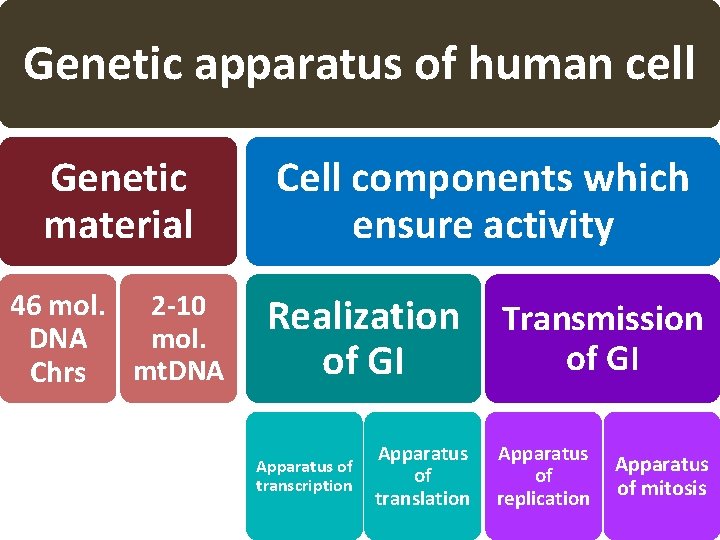 Genetic apparatus of human cell Genetic material Cell components which ensure activity 46 mol.