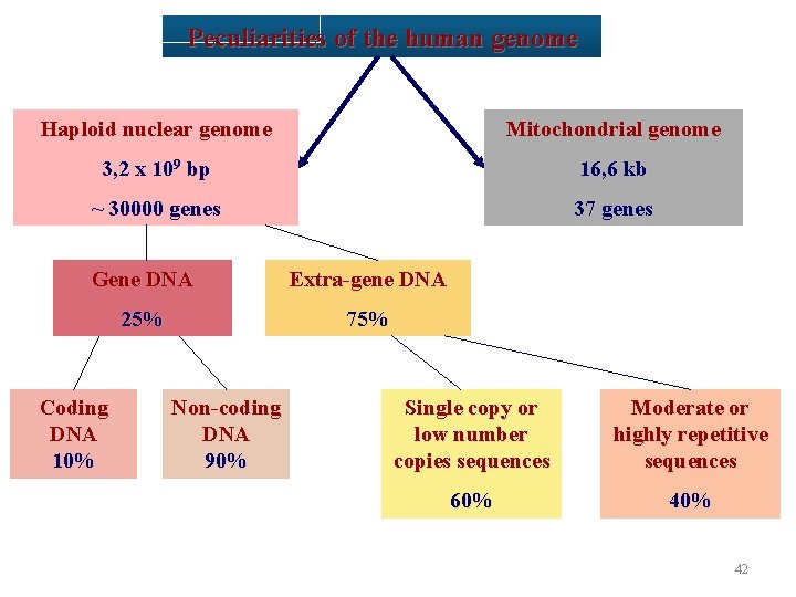 Peculiarities of the human genome Haploid nuclear genome Mitochondrial genome 3, 2 x 109