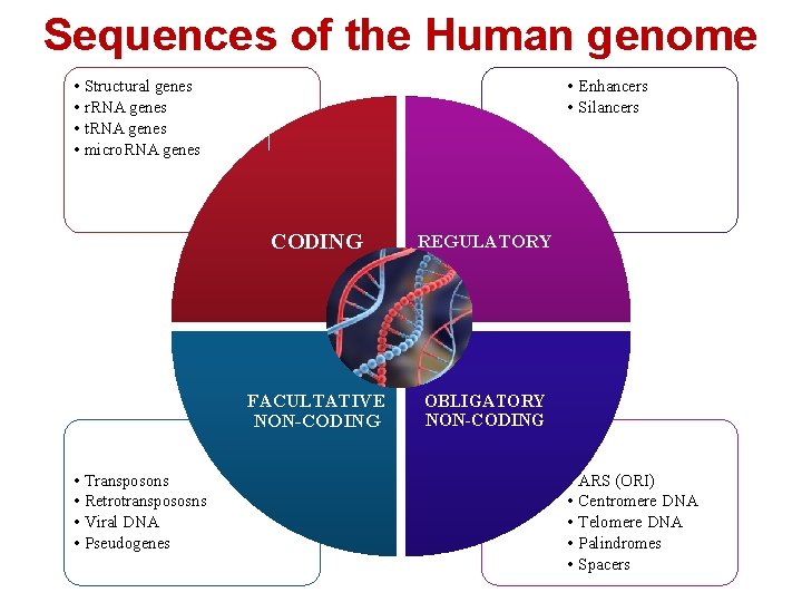 Sequences of the Human genome • Structural genes • r. RNA genes • t.