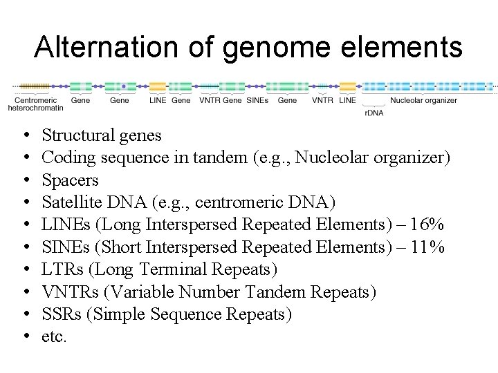 Alternation of genome elements • • • Structural genes Coding sequence in tandem (e.