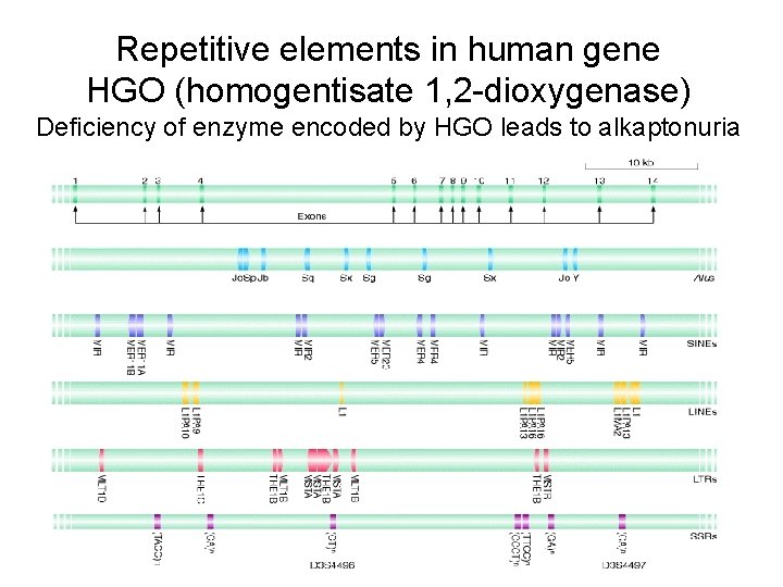 Repetitive elements in human gene HGO (homogentisate 1, 2 -dioxygenase) Deficiency of enzyme encoded