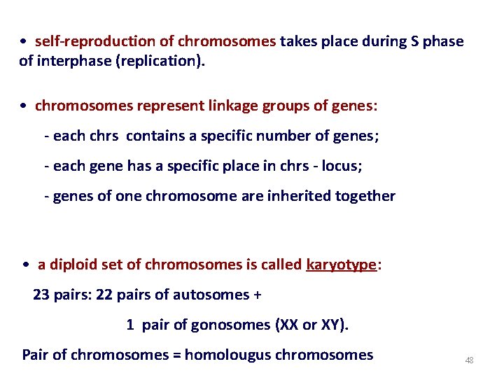  • self-reproduction of chromosomes takes place during S phase of interphase (replication). •