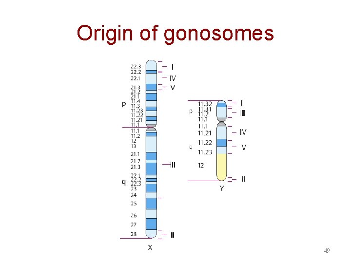 Origin of gonosomes 49 