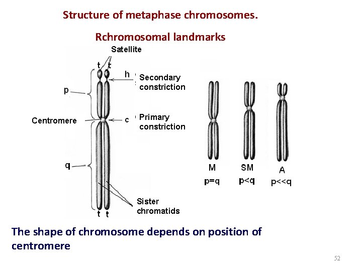 Structure of metaphase chromosomes. Rchromosomal landmarks Satellite Secondary constriction Centromere Primary constriction Sister chromatids