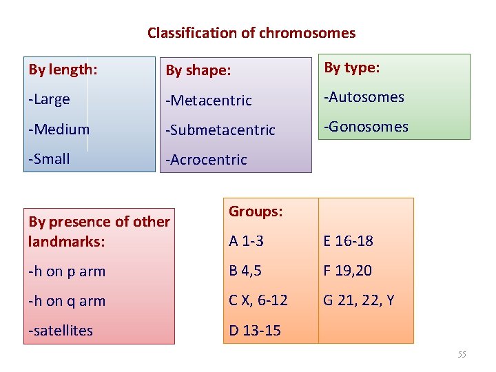 Classification of chromosomes By length: By shape: By type: -Large -Metacentric -Autosomes -Medium -Submetacentric