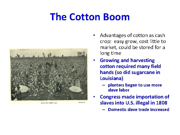 The Cotton Boom • Advantages of cotton as cash crop: easy grow, cost little The Cotton Boom • Advantages of cotton as cash crop: easy grow, cost little