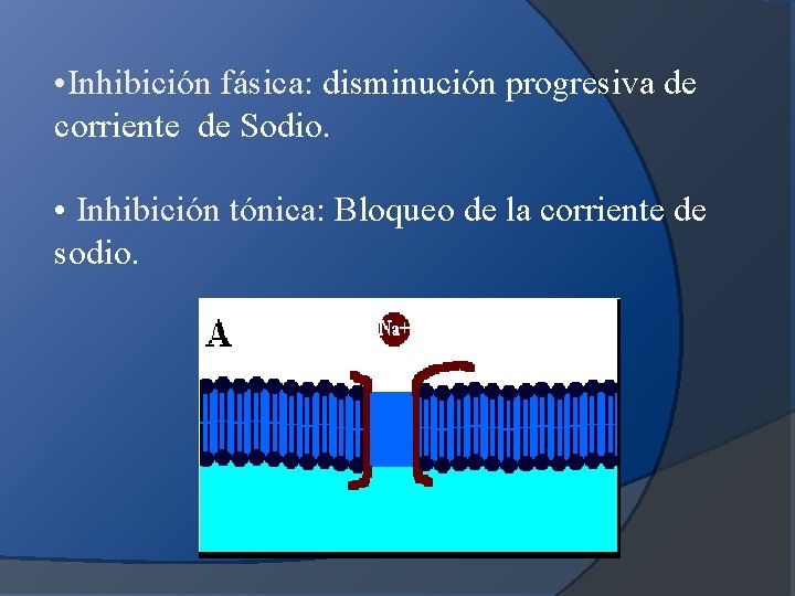  • Inhibición fásica: disminución progresiva de corriente de Sodio. • Inhibición tónica: Bloqueo