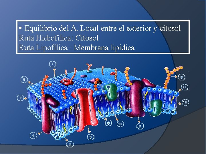  • Equilibrio del A. Local entre el exterior y citosol Ruta Hidrofílica: Citosol