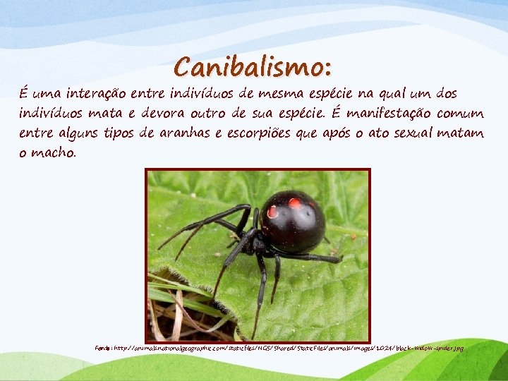 Canibalismo: É uma interação entre indivíduos de mesma espécie na qual um dos indivíduos