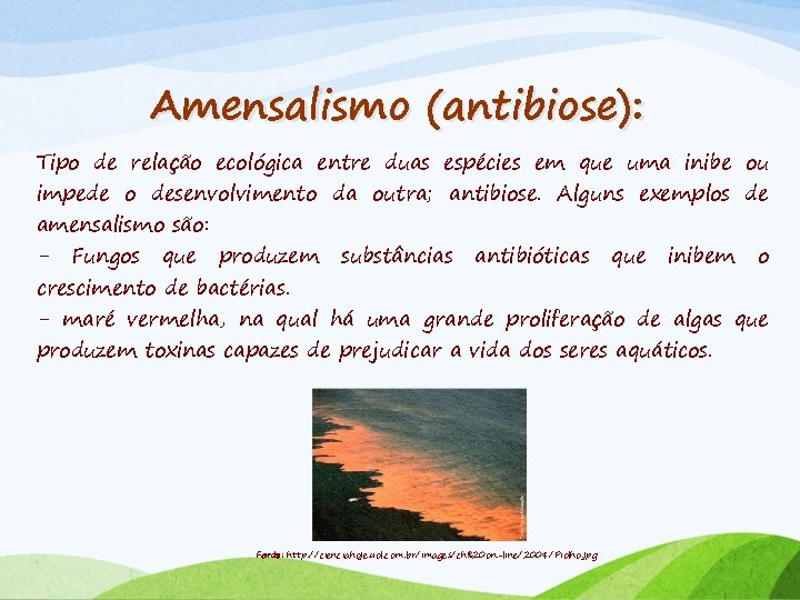 Amensalismo (antibiose): Tipo de relação ecológica entre duas espécies em que uma inibe ou