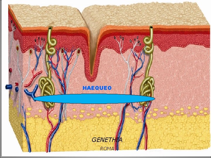 HAEQUEO GENETHIA ROMA 