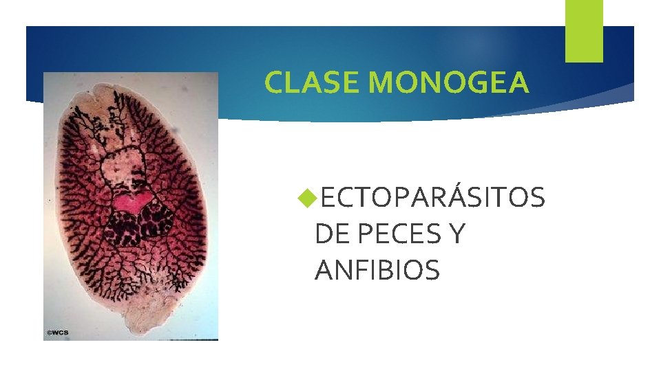 CLASE MONOGEA ECTOPARÁSITOS DE PECES Y ANFIBIOS 