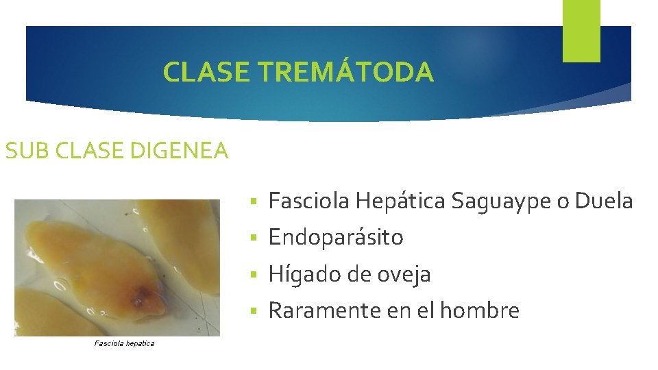 CLASE TREMÁTODA SUB CLASE DIGENEA Fasciola Hepática Saguaype o Duela § Endoparásito § Hígado