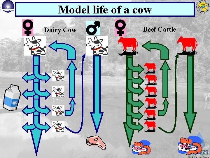 Model life of a cow Dairy Cow Beef Cattle 6 Model life of a cow Dairy Cow Beef Cattle 6