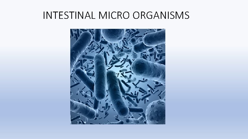 INTESTINAL MICRO ORGANISMS 