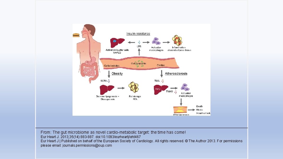 From: The gut microbiome as novel cardio-metabolic target: the time has come! Eur Heart
