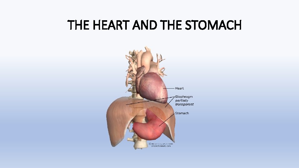 THE HEART AND THE STOMACH 